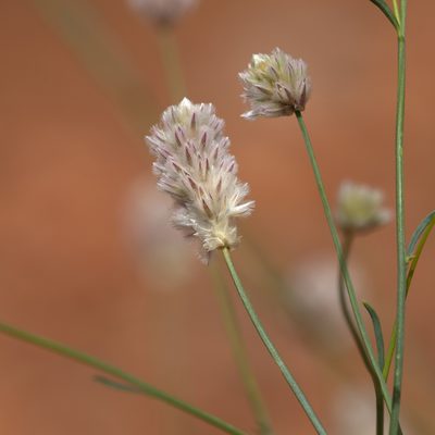 Ptilotus schwartzii, photographed by Kym Nicolson