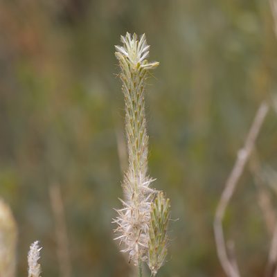 Ptilotus polystachyus, photographed by Kym Nicolson