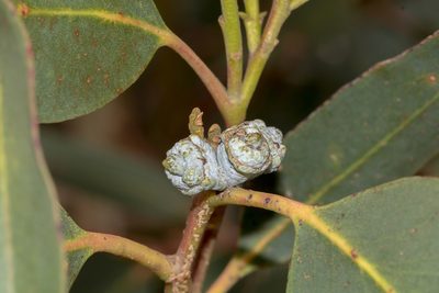 Eucalyptus bicostata, photographed by Andrew Allen