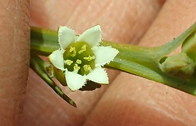 Thesium angulosum, photographed by Peter Warren