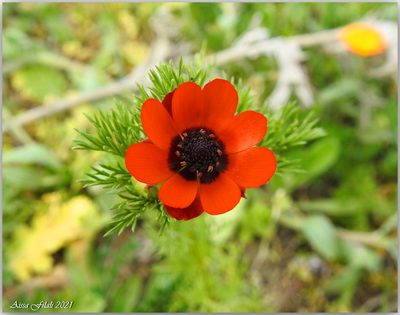 Adonis aestivalis, photographed by Aissa Djamel Filali
