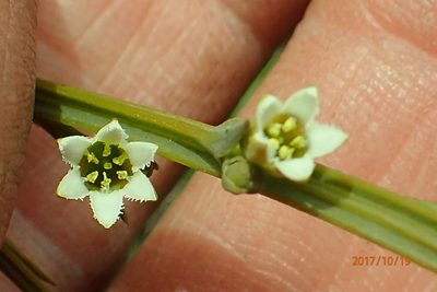 Thesium angulosum, photographed by Peter Warren
