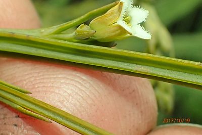 Thesium angulosum, photographed by Peter Warren