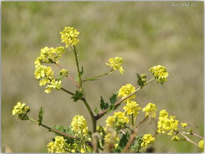 Sinapis alba, photographed by Aissa Djamel Filali