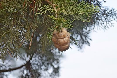 Cupressus sempervirens, photographed by Kostas Zontanos