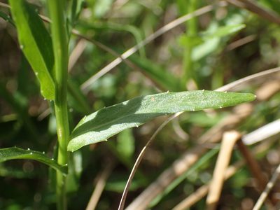 Wahlenbergia krebsii, photographed by Mahomed Desai