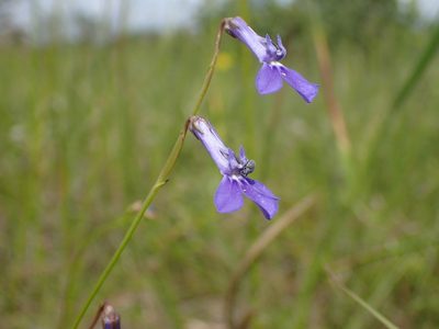Lobelia caerulea, photographed by Mahomed Desai