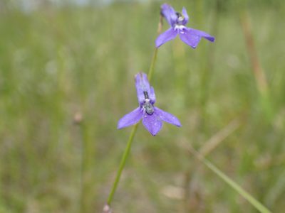 Lobelia caerulea, photographed by Mahomed Desai