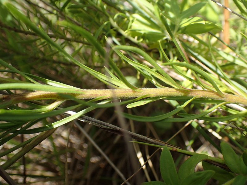 Lobelia caerulea, photographed by Mahomed Desai