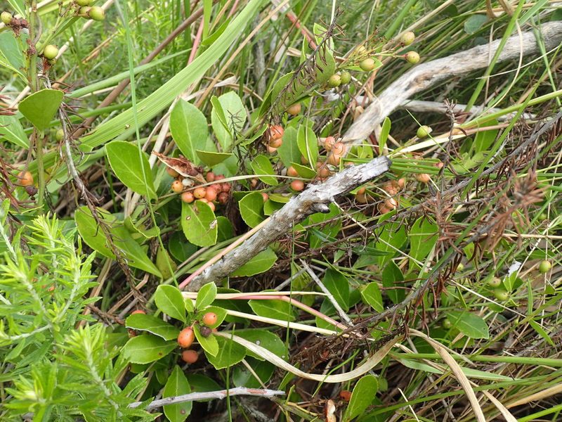 Gymnosporia arenicola, photographed by Mahomed Desai