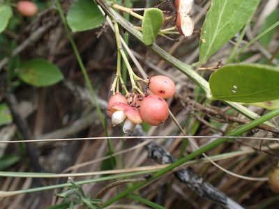 Gymnosporia arenicola, photographed by Mahomed Desai