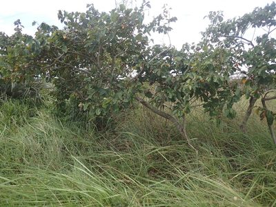 Annona senegalensis, photographed by Mahomed Desai