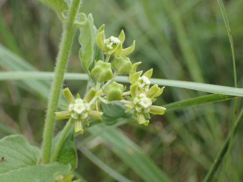 Schizoglossum cordifolium, photographed by Mahomed Desai