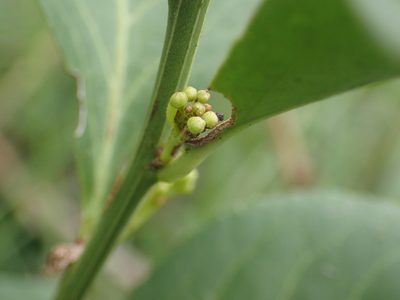 Gymnosporia markwardii, photographed by Mahomed Desai