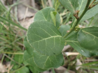 Gymnosporia markwardii, photographed by Mahomed Desai