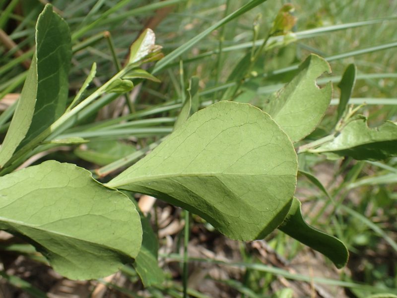Gymnosporia markwardii, photographed by Mahomed Desai