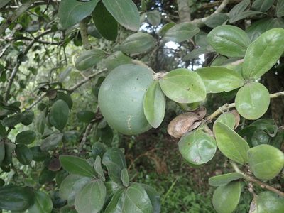 Strychnos madagascariensis, photographed by Mahomed Desai