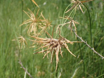 Cyperus natalensis, photographed by Mahomed Desai