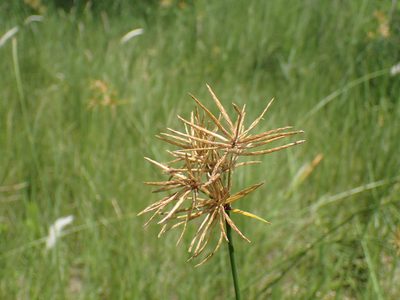 Cyperus natalensis, photographed by Mahomed Desai