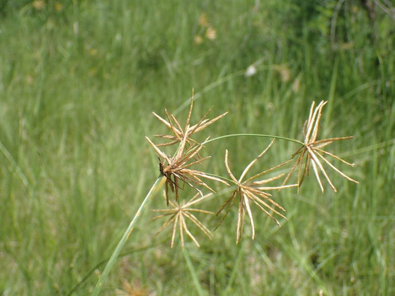 Cyperus natalensis, photographed by Mahomed Desai