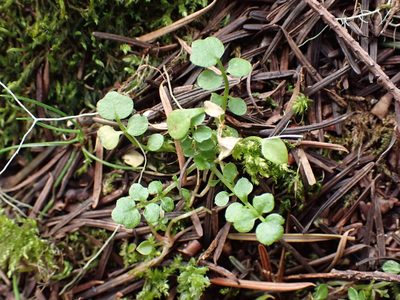 Cardamine oligosperma, photographed by Ellyne Geurts
