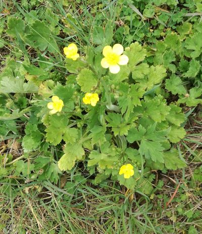 Ranunculus velutinus, photographed by Andrea Meucci