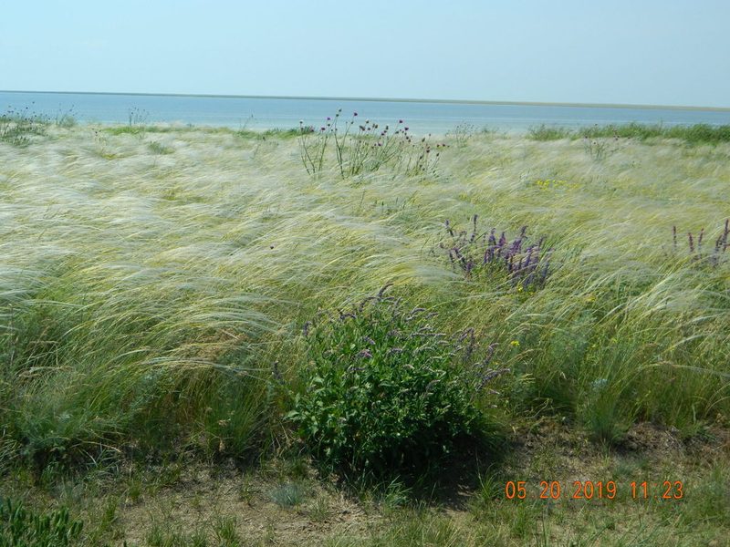 Stipa ucrainica, photographed by Galyna Mykytynets