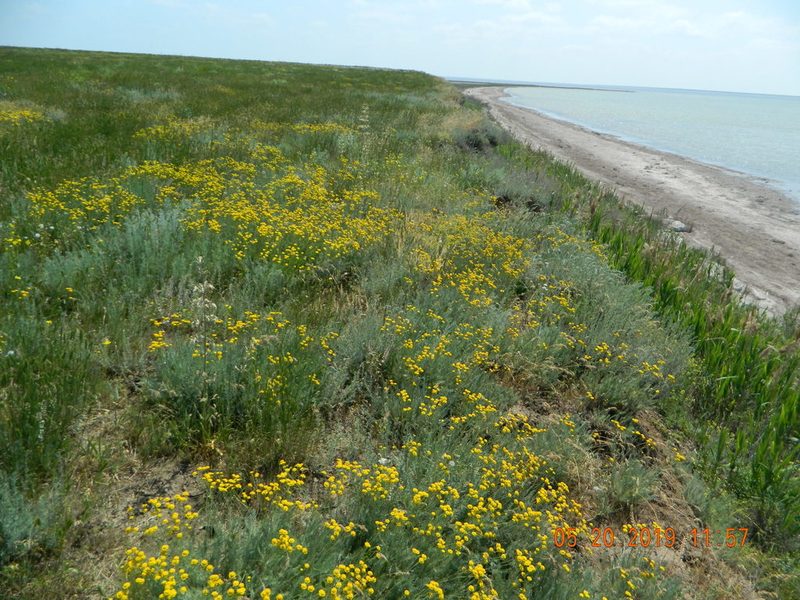 Tanacetum millefolium, photographed by Galyna Mykytynets
