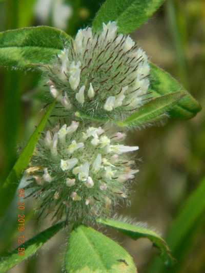 Trifolium diffusum, photographed by Galyna Mykytynets