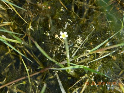 Ranunculus rionii, photographed by Galyna Mykytynets