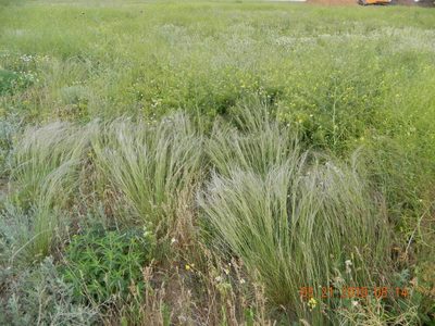 Stipa lessingiana, photographed by Galyna Mykytynets