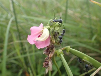 Sphenostylis angustifolia, photographed by Mahomed Desai