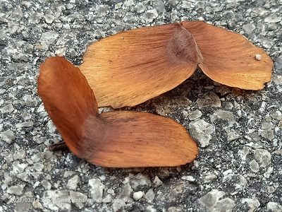 Terminalia calamansanai, photographed by Ong Jyh Seng