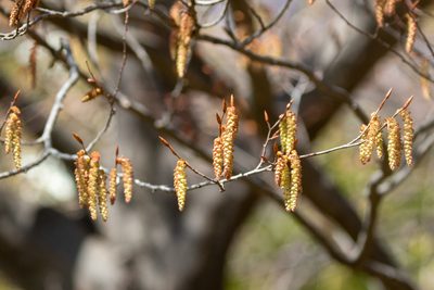 Carpinus laxiflora, photographed by WATANABE Hitoshi 渡辺仁