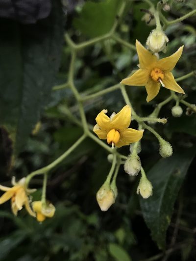 Solanum juglandifolium, photographed by Nicolás Baresch Uribe