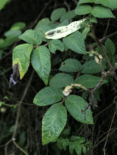 Solanum juglandifolium, photographed by Nicolás Baresch Uribe
