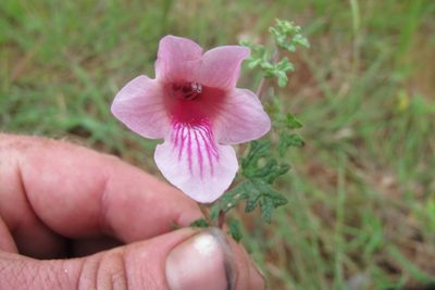 Sesamum senecioides, photographed by James Deacon