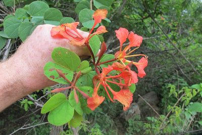 Bauhinia galpinii, photographed by James Deacon
