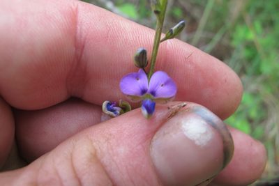 Polygala producta, photographed by James Deacon
