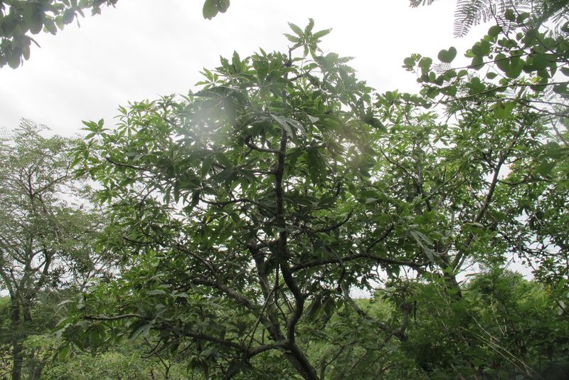 Sterculia murex, photographed by James Deacon