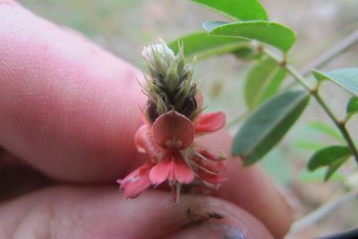 Indigofera melanadenia, photographed by James Deacon