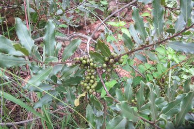 Euclea natalensis, photographed by James Deacon