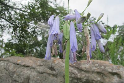Agapanthus inapertus, photographed by James Deacon