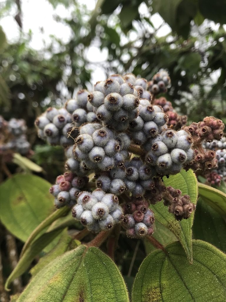 Miconia crinita, photographed by Nicolás Baresch Uribe