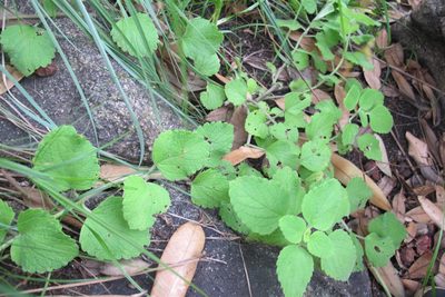 Coleus hadiensis, photographed by James Deacon