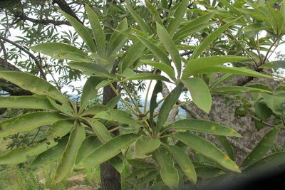 Sterculia murex, photographed by James Deacon