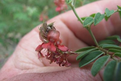 Indigofera melanadenia, photographed by James Deacon