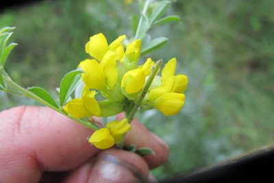 Pearsonia sessilifolia, photographed by James Deacon