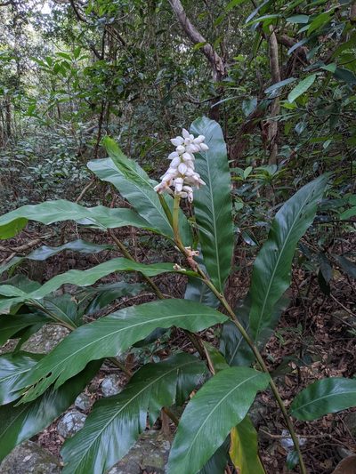 Alpinia hainanensis, photographed by portioid