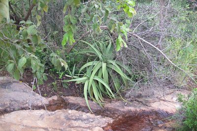 Aloe spicata, photographed by James Deacon